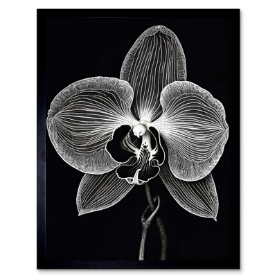 Sandoz Orchid Flower Bloom Black And White Blind Contour - Single Picture Frame Print