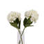 Anastasija Arrangement
