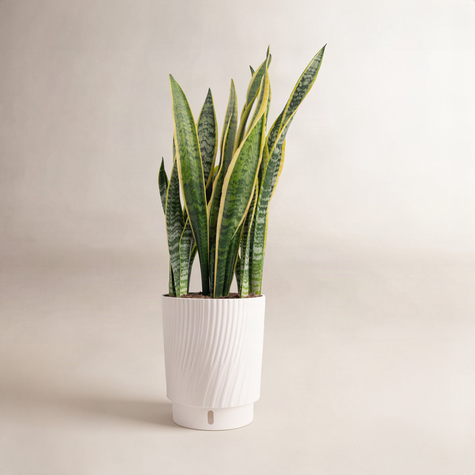 Costa Farms Sansevieria Laurentii Snake Plant
