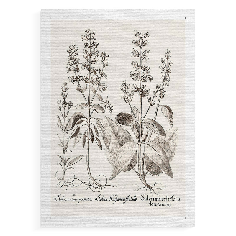 Sépia Besler Botanicals III - Impression sur toile seulement - NON-CADRE, H 12 po x l 8 po