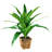 34'' Faux Dracaena Plant in Wicker/Rattan Basket