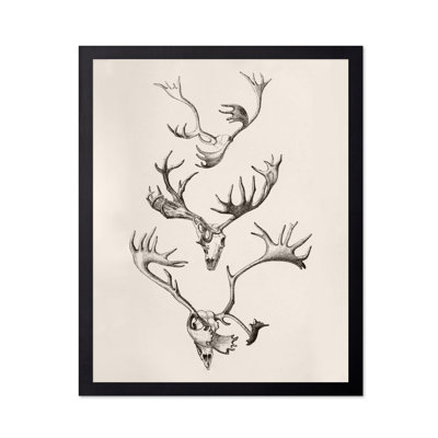Crâne et bois