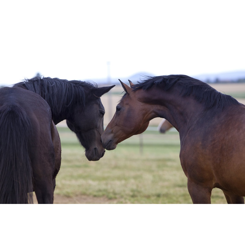 Horse Friends Together - Photographie sur toile tendue, H 8 po x l 12 po