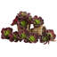 Ensemble de 12 plantes succulentes artificielles Echeveria-1866316394-1866316392
