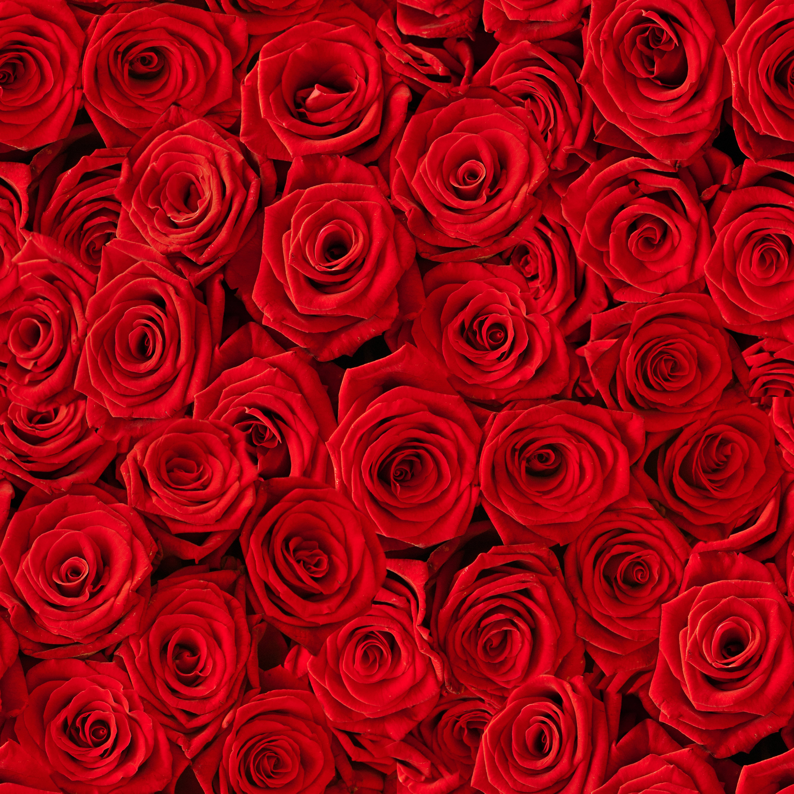 Mercer41 Seamless Multiple Red Roses Background - Wrapped Canvas ...