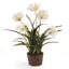 Conservatory Agapanthus Drop in Plant-759948058