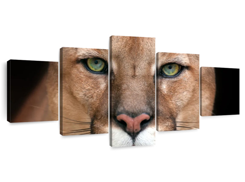Puma fixant