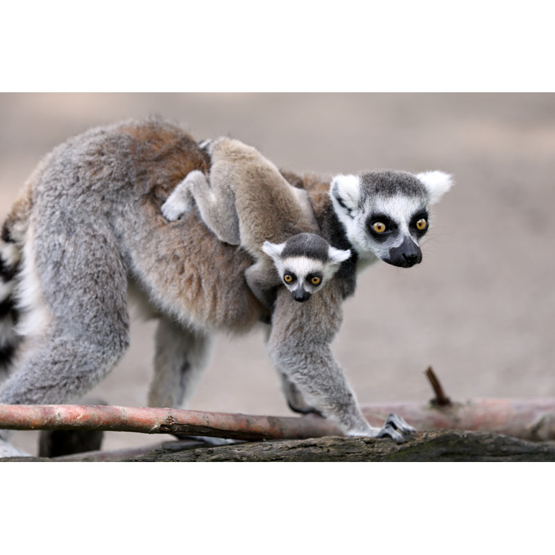 " Ring-tailed Lemur " by Anolis01, 12" W x 8" H