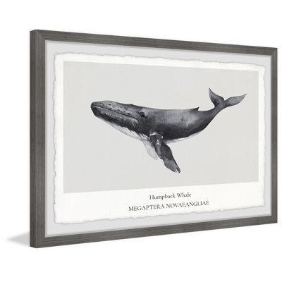 Megaptera Novaeangliae - Single Picture Frame Print