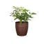 Live Arboricola Plant in Classic Pot-49662225