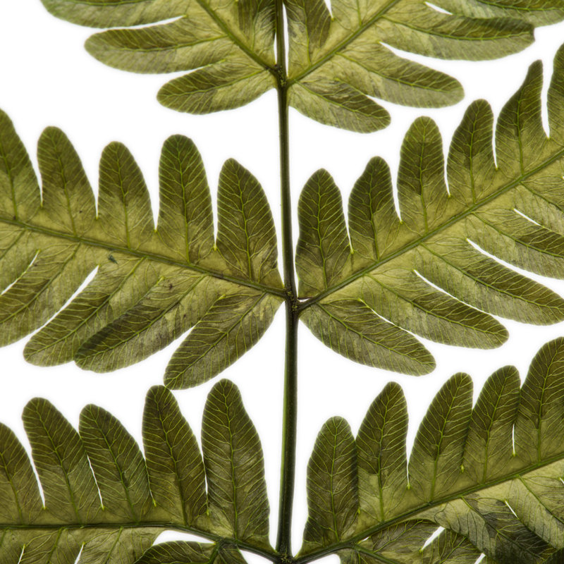 0,0625 plante