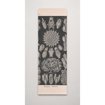 Art mural, Tafel 33 - Bryozoa (1904)