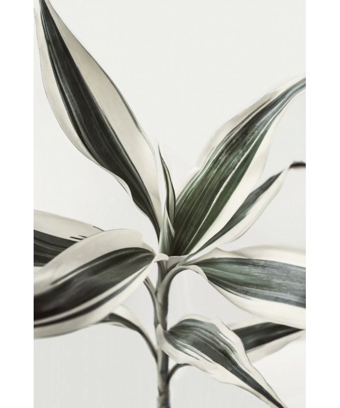 Wrapped Canvas Print, 76.2 cm H x 50.8 cm W