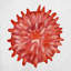 Nautical Sea Life_718 - Coussin décoratif avec coussin décoratif-1223637517