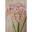 Arrangement-128130313-128130318