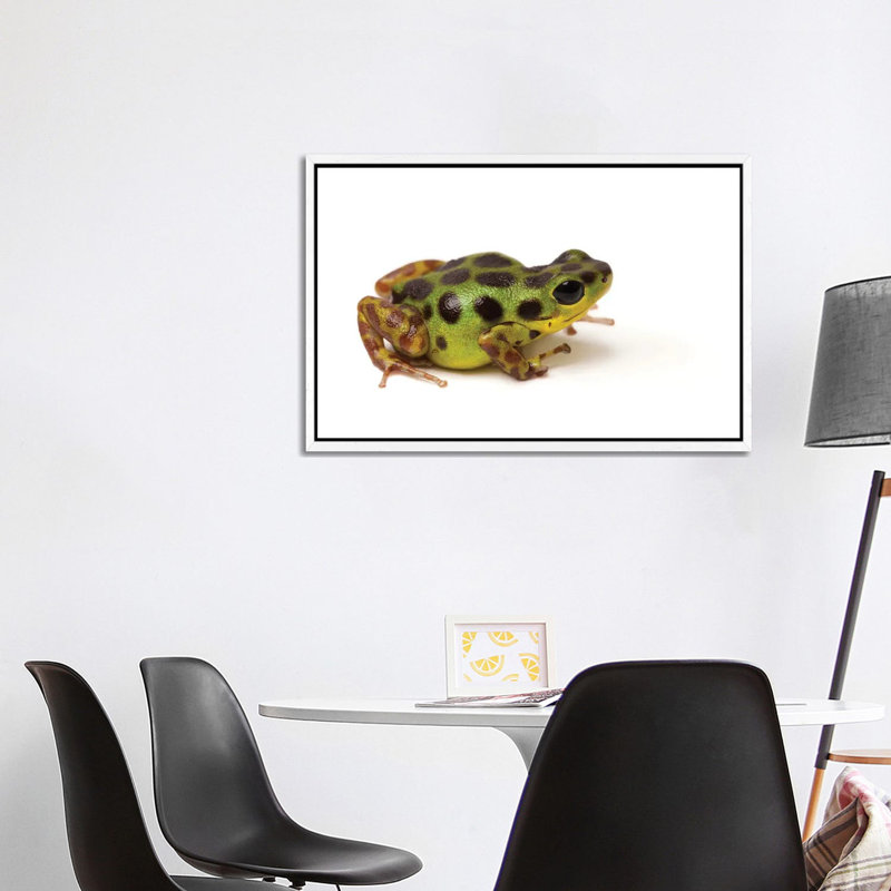 La Gruta Morph Of The Strawberry Poison Dart Frog by Joel Sartore - Gallery-Wrapped Canvas Giclée on Canvas, White Framed