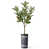 Plant Navy sélectionné