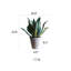 Plante agave en pot