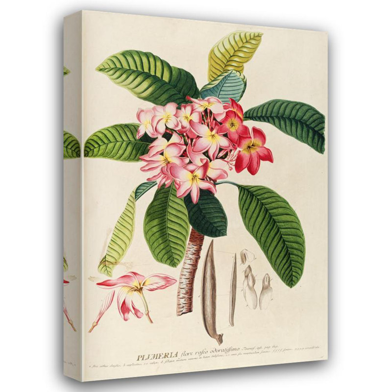 "Plumeria" par Georg Dionysius Ehret - Art mural sur toile tendue avec châssis, H 18 po x l 14 po