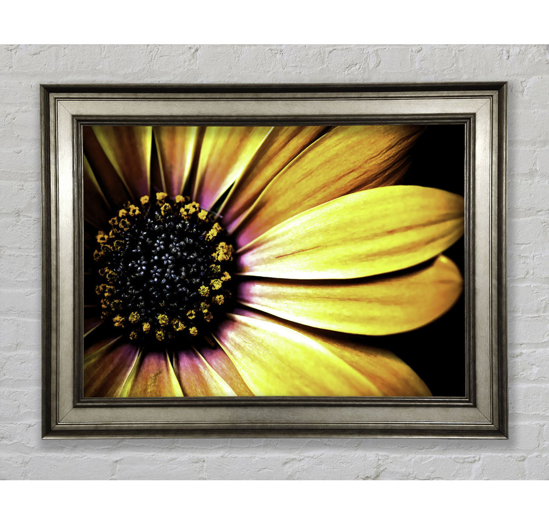 Golden Black Daisy - Einzelner Bilderrahmen Kunstdrucke