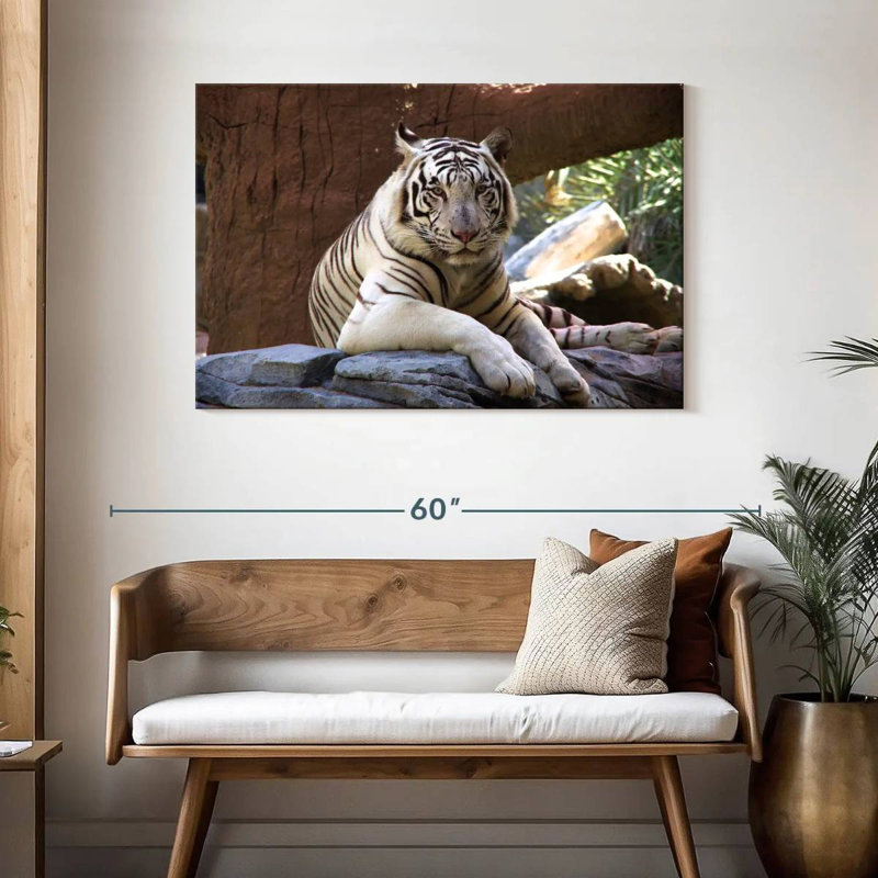 Crowle Resting White Tiger, 30" H x 45" W
