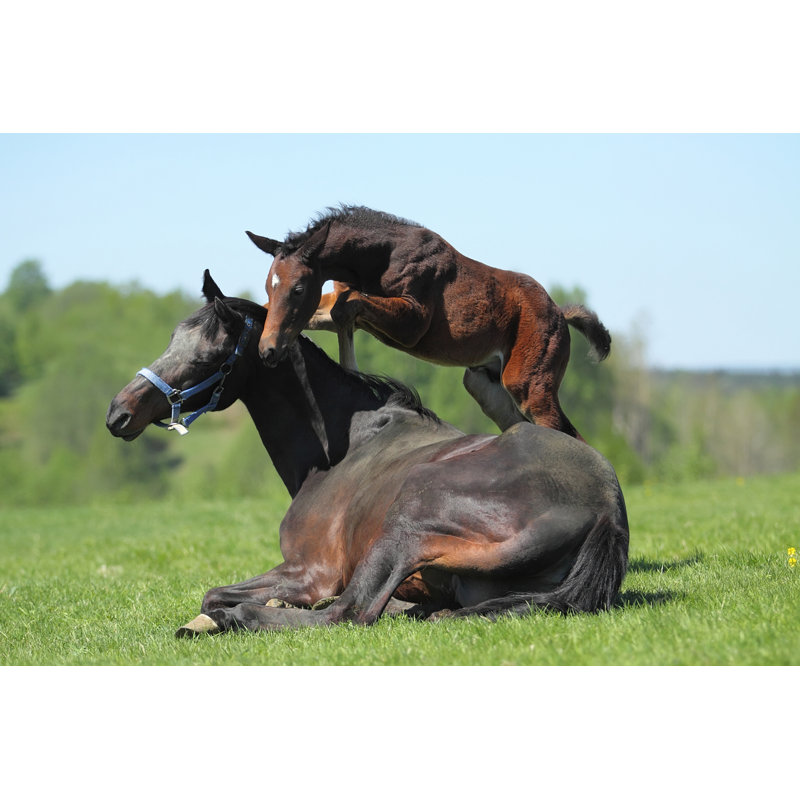 " Mare And Colt ", 20" H x 30" W