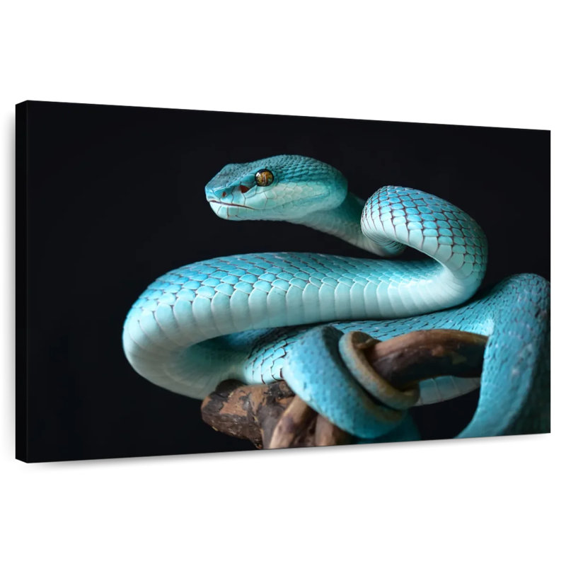 Brampt Blue Sunda Island Pitviper, 8" H x 12" W