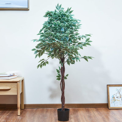 Ficus panaché panaché en pot par Maydear