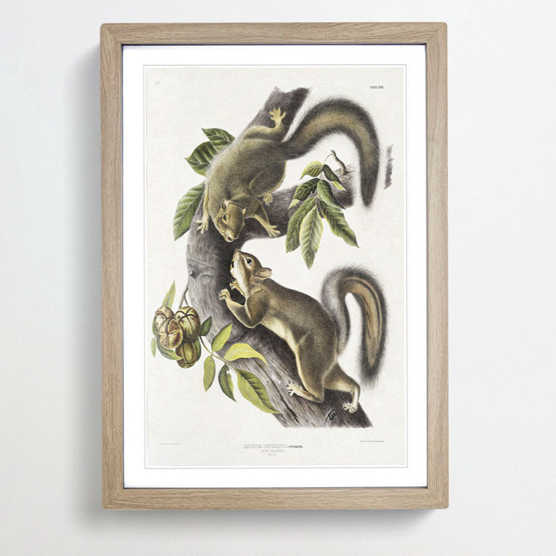 Hare Squirrels by J.W. Audubon - Picture Frame Painting Print, Oak Framed, 65cm H x 48cm W x 2cm D