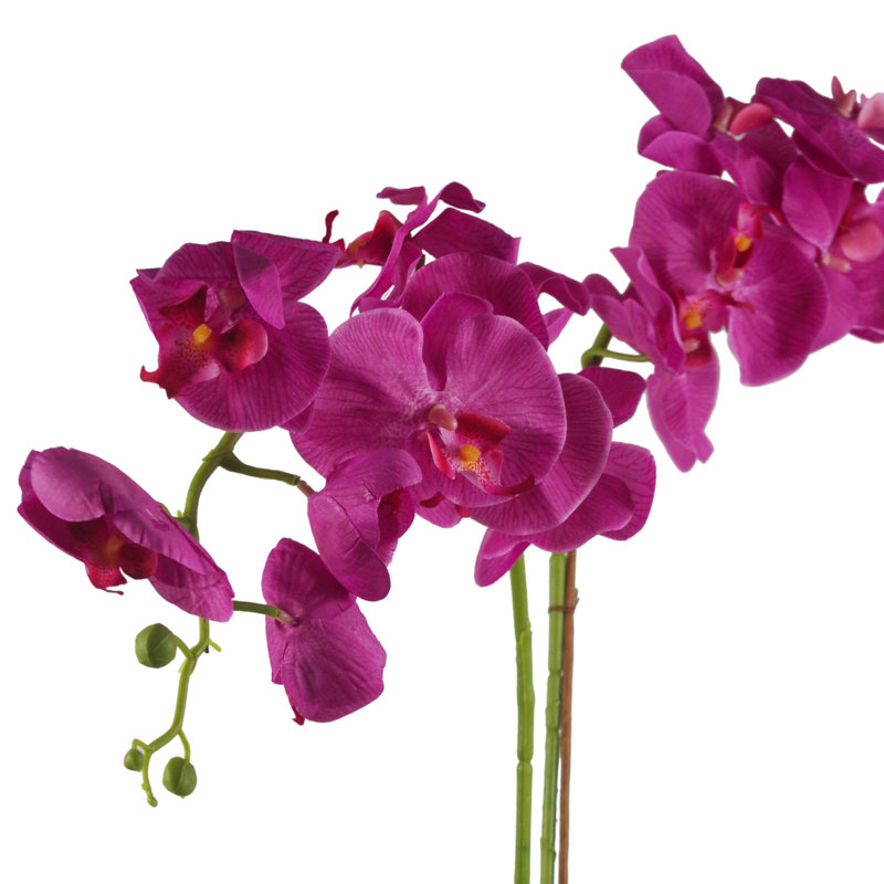Anneus 70cm Plant