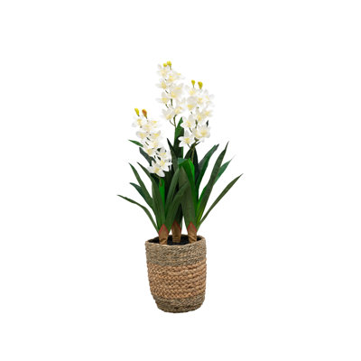 Orchidée 42 "Natural Touch