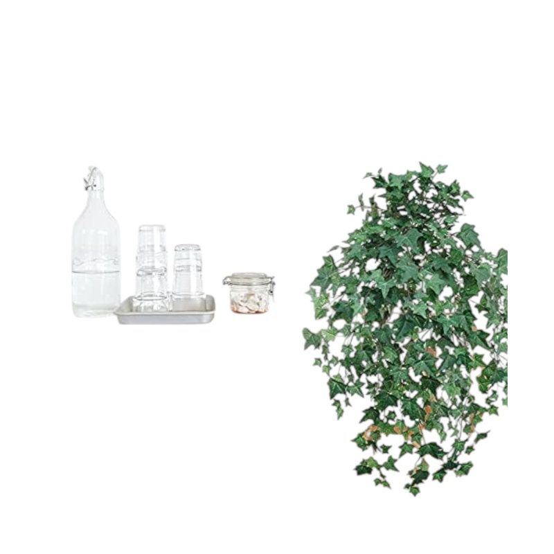 33" plante anglaise suspendue de lierre
