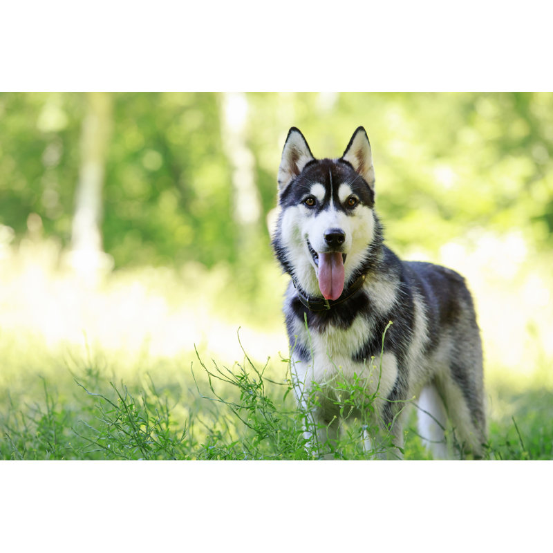 «Dog Siberian Husky» - Photographie sur toile tendue, H 24 po x l 36 po