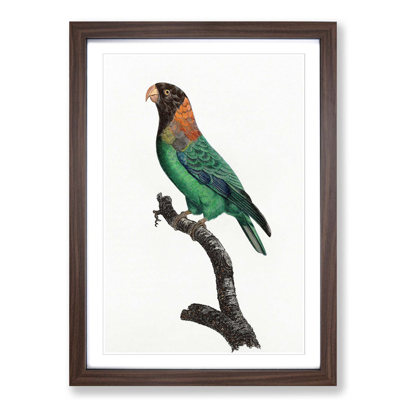 Caica Parrot by F. Levaillant - Picture Frame Painting Print, 36cm H x 27cm W x 2cm D, Walnut Framed