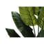 Mcdaniel Strelitzia plante