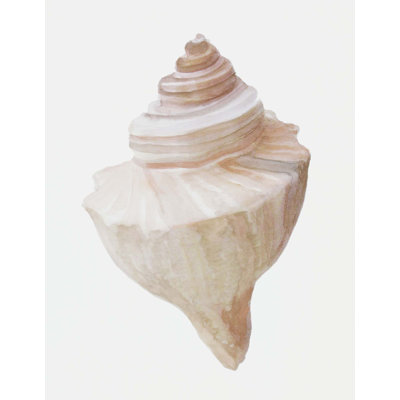 «Sea Shell 11» par Rita Taverni - photographie sur toile tendue