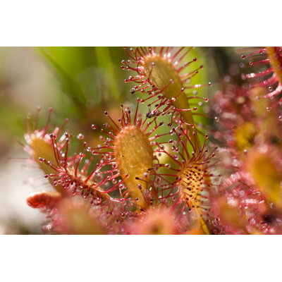 «Sundew Gros plan» par Robas