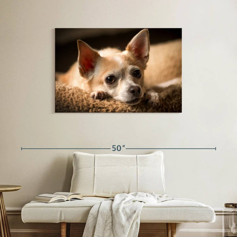 Brampt Resting Chihuahua, 26" H x 39" W