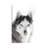 Husky Portrait by Monika Strigel - Wrapped Canvas Print-829126075