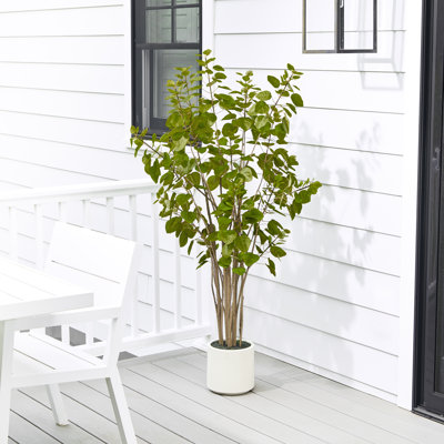 5' UV Potted Smoke Tree