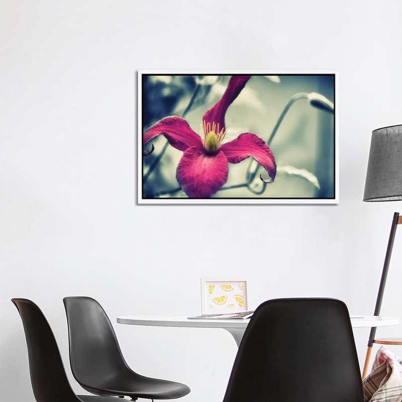 Pink Clematis, Black & White Background by Savanah Plank - Gallery-Wrapped Canvas Giclée on Canvas, White Framed