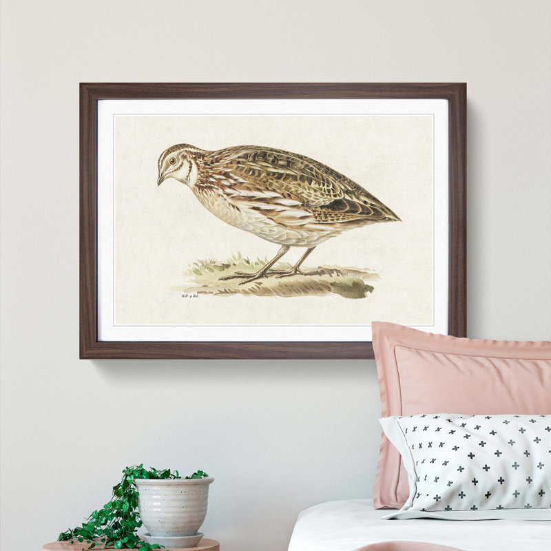 Common Quail by Von Wright - Picture Frame Painting Print, Walnut Framed, 48cm H x 65cm W x 2cm D