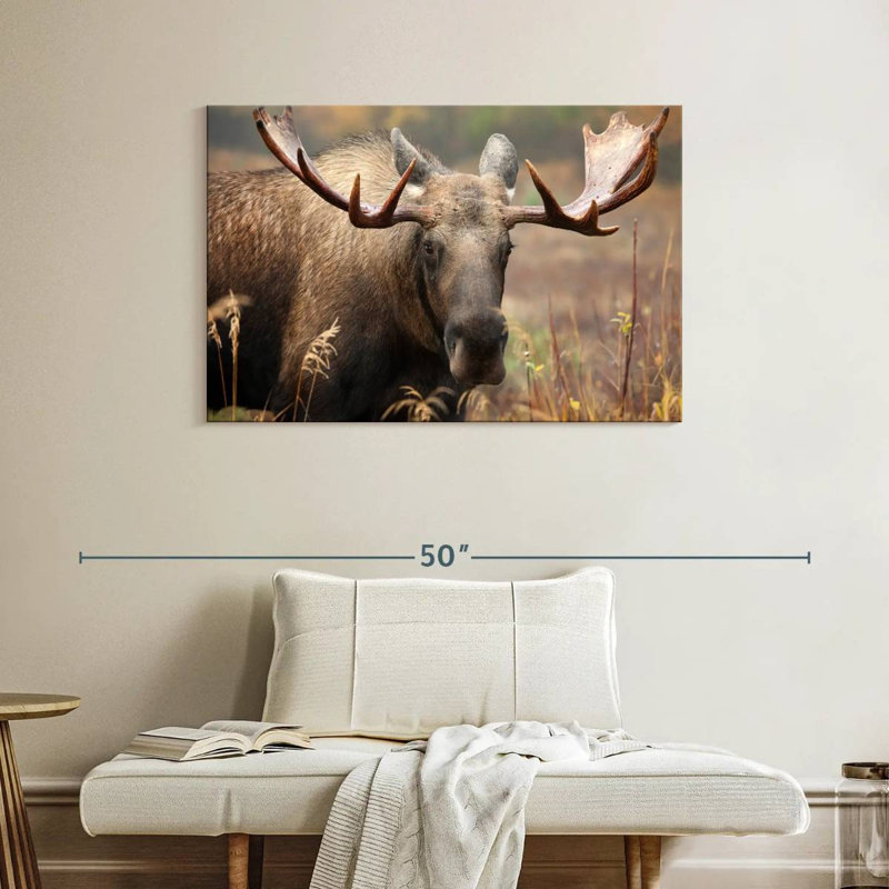 Brampt Male Moose, 26" H x 39" W