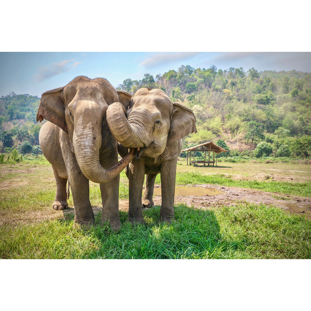 Leinwandbild Freundliches und zärtliches Verhalten zweier erwachsener Asiatischer Elefanten (Elephas Maximus), die sich ...