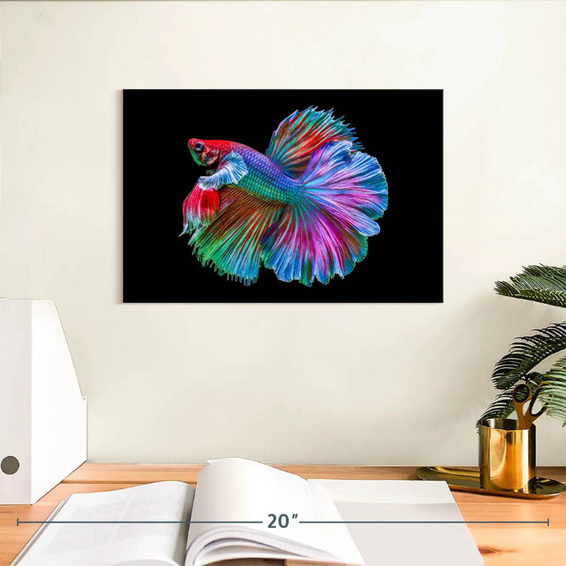 Poisson Betta chromatique, H 8 po x l 12 po