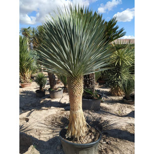 Silver Yucca - Live Plant in a 3 Gallon Growers Pot - Yucca Rostrata - Rare Outdoor Ornamental Slow Growing Evergreen Tree