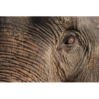 «Elephant Eye» par Dimasu - Photographie sur toile tendue