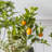 60cm Faux Lemon Tree in Pot