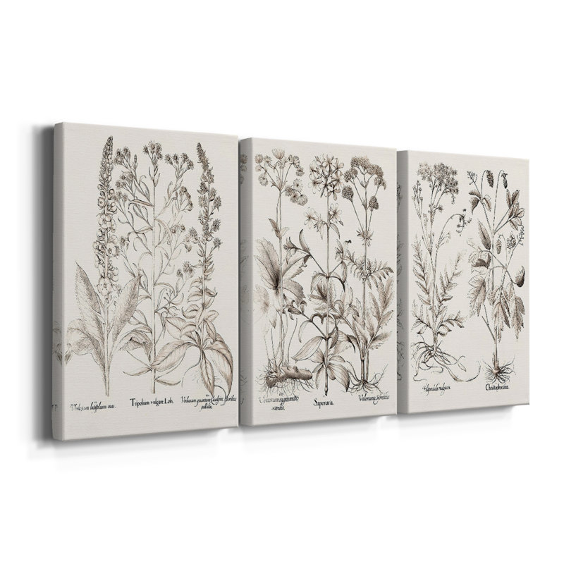 Sépia Besler Botanicals 9 - Toile tendue sur mesure - 3 pièces