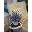Purple Heather In A Glass Vase With Label